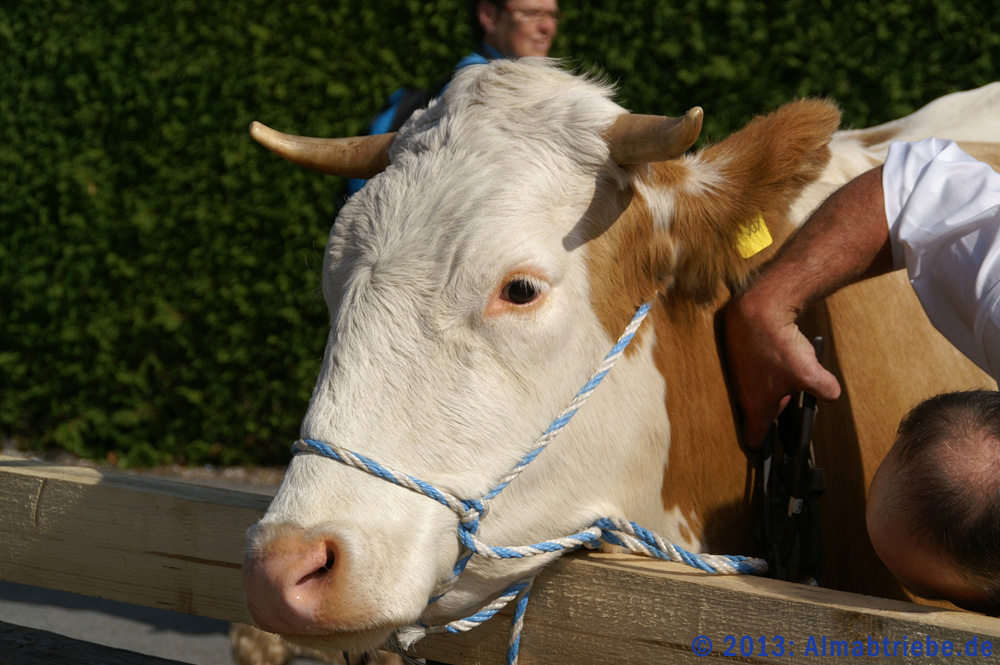 Almabtrieb am Kohlhaufhof, Tegernsee, Oberbayern