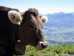 Viehscheid in Haslach am Grüntensee